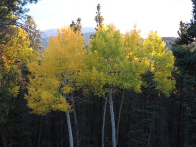 Autumn Is A Time Of Preparation Image